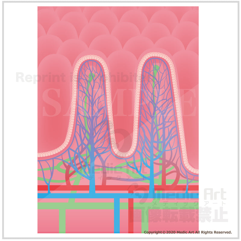 絨毛（じゅうもう）：小腸の内壁表面の拡大図