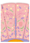 Countless pleats in the the small intestine and the inner wall