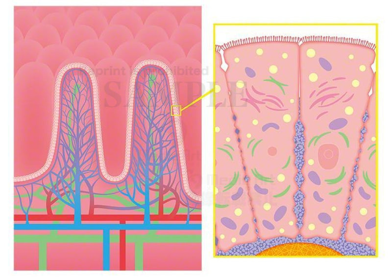 小腸の内壁の構造：絨毛（じゅうもう）と微絨毛（びじゅうもう）の拡大図