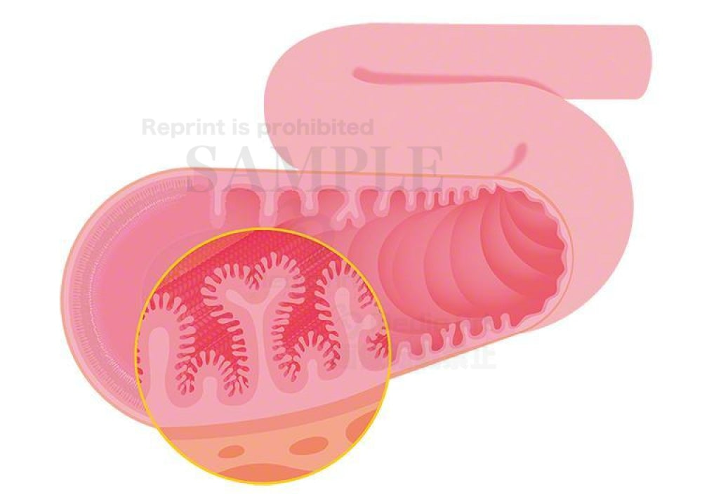 小腸と内壁にある無数のひだ