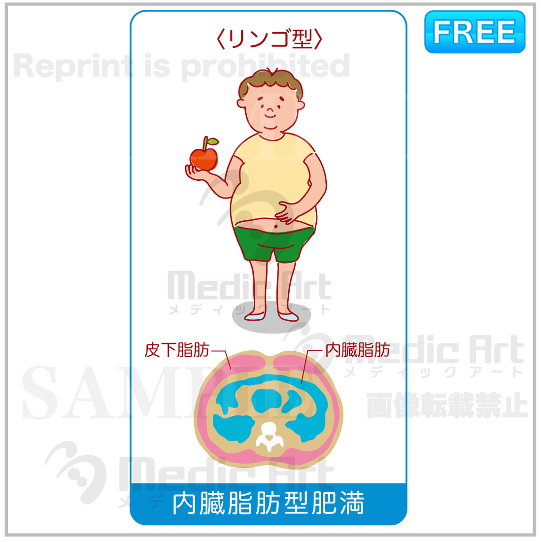 【内臓脂肪】 CT体脂肪検査 | スマートドック