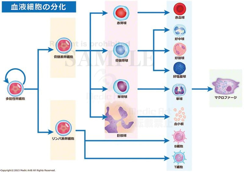 Differentiation of blood cells [with Japanese characters]