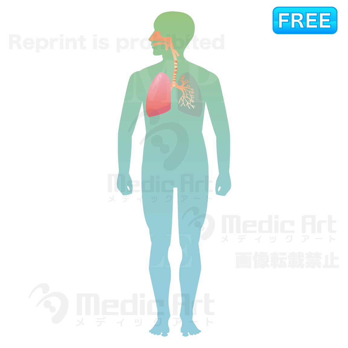 呼吸器の位置はこのあたり (全身)