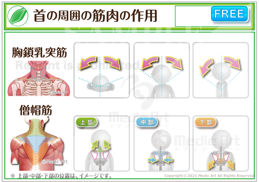 【首の周囲の筋肉】胸鎖乳突筋（きょうさにゅうとつきん）と僧帽筋の作用 ［シート］