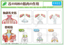 【首の周囲の筋肉】胸鎖乳突筋（きょうさにゅうとつきん）と僧帽筋の作用 ［シート］
