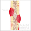 骨折が治るしくみ（2）