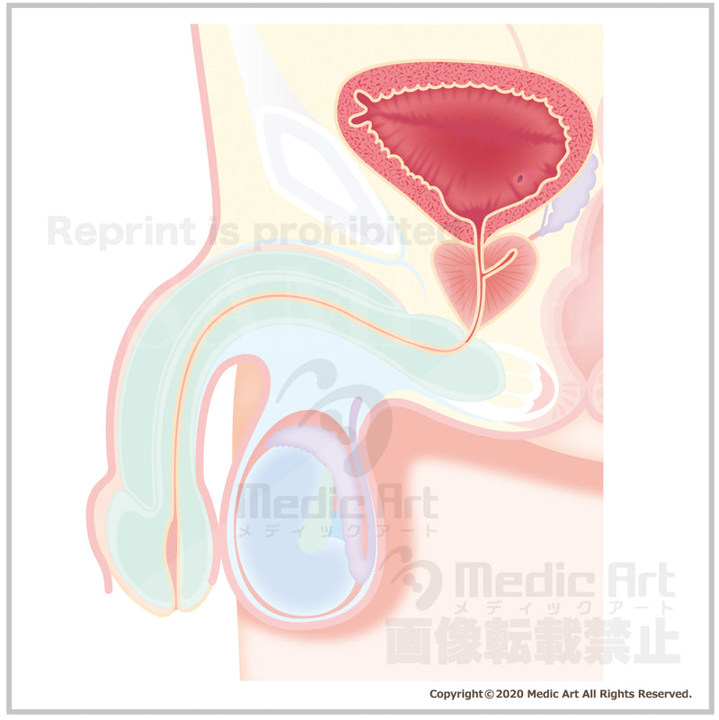 前立腺の位置と前立腺肥大症1（側面）