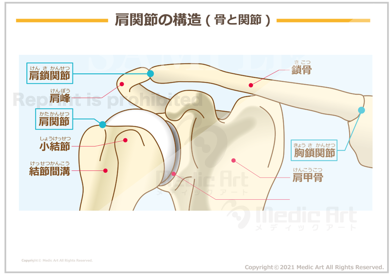 【骨格系:骨と関節】肩関節の構造(骨と関節)［シート］