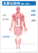 【筋肉】主要な筋肉　正面（浅層）［文字付 シート］