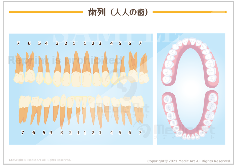 歯列（大人の歯の模式図） ［シート］