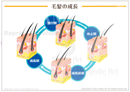 毛髪成長サイクル［シート］：髪の一生