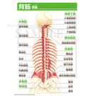 背筋（最深層）［文字付］