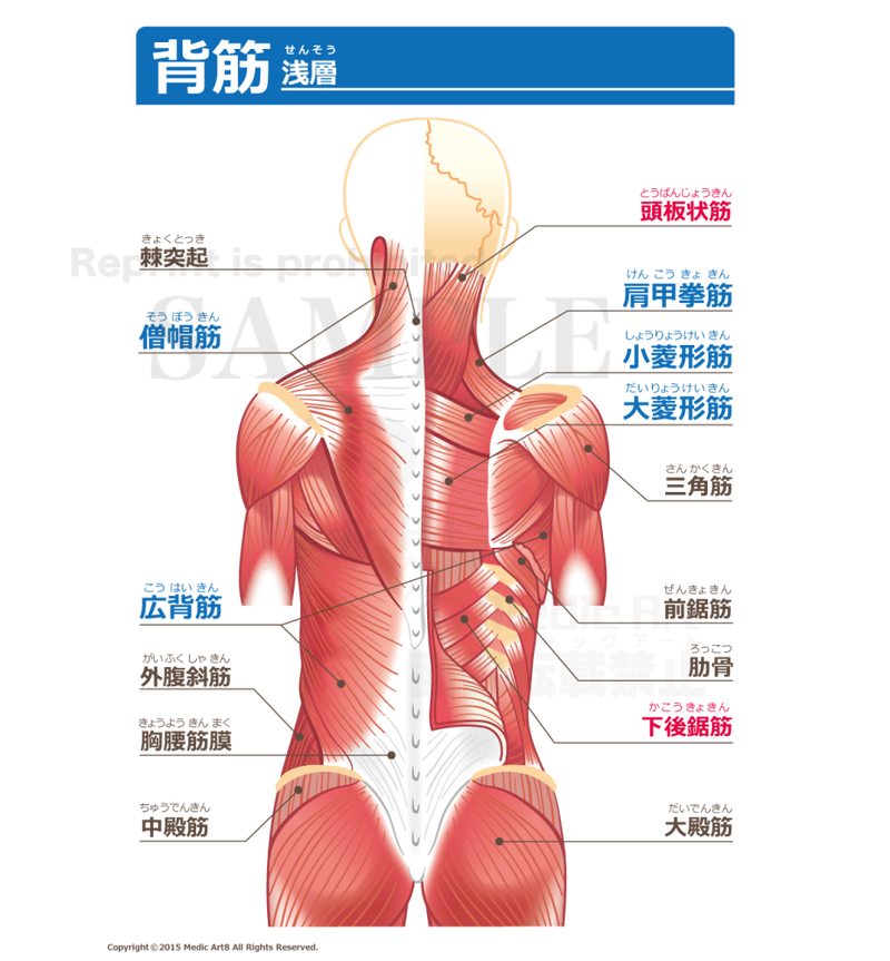 Back muscles [with Japanese characters]