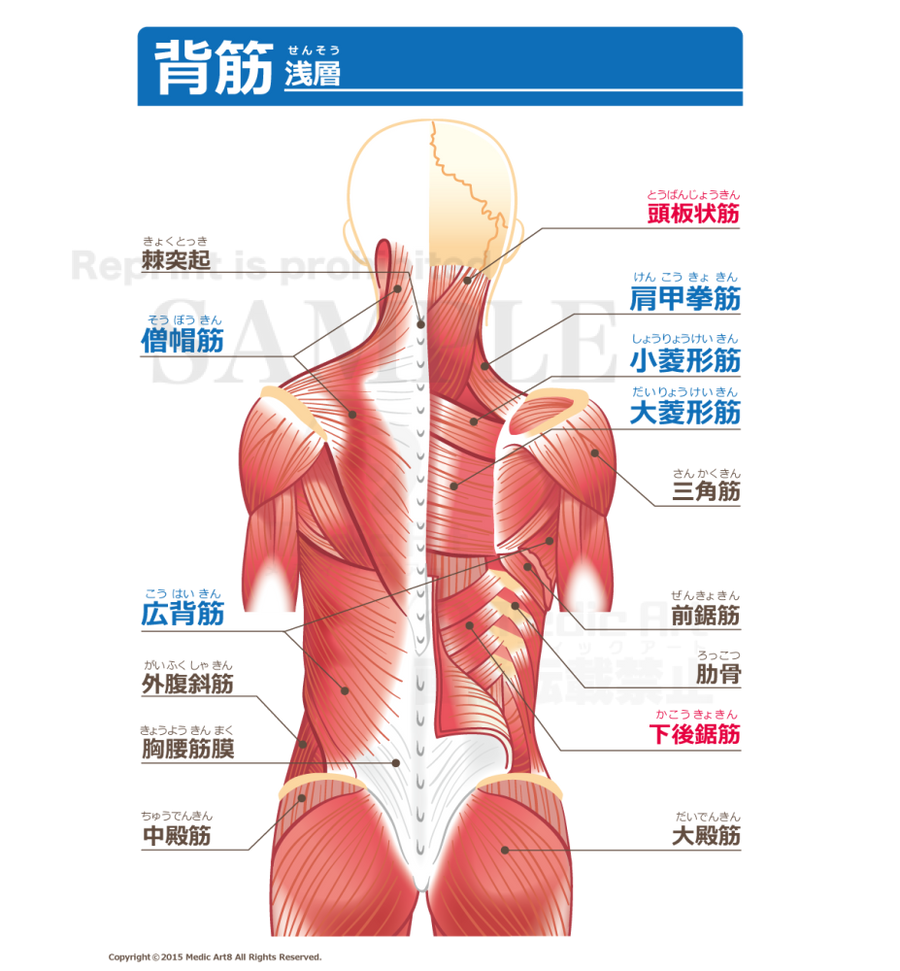 イラスト解剖学　お値下げ イラスト解剖学 医学部歯学部おすすめ お値下げ - メルカリ