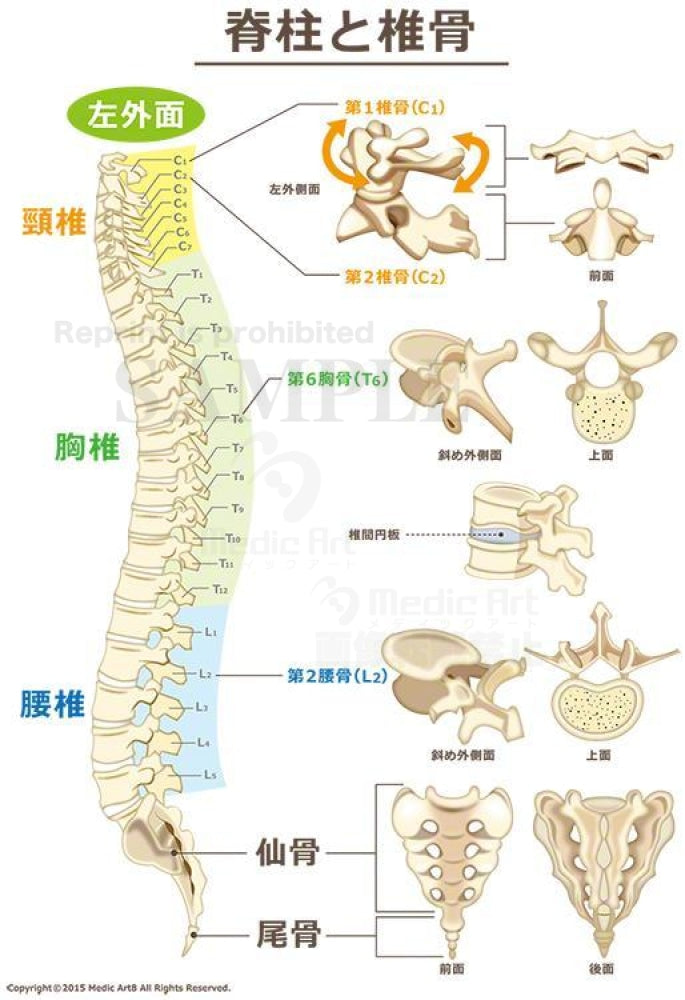 脊柱と椎骨［文字付］