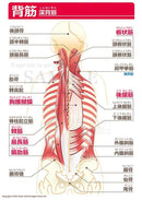 背筋（中間層：ちゅうかんそう）［文字付］