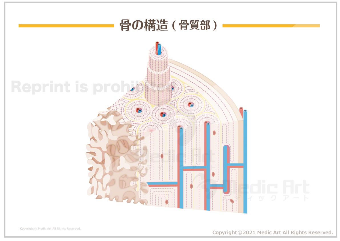 【骨の構造】骨の構造(骨質部) ［シート］