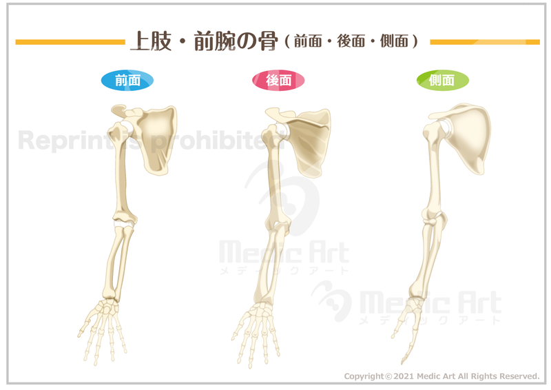 【骨格系】上肢・前腕の骨(前面・後面・側面)　［シート］