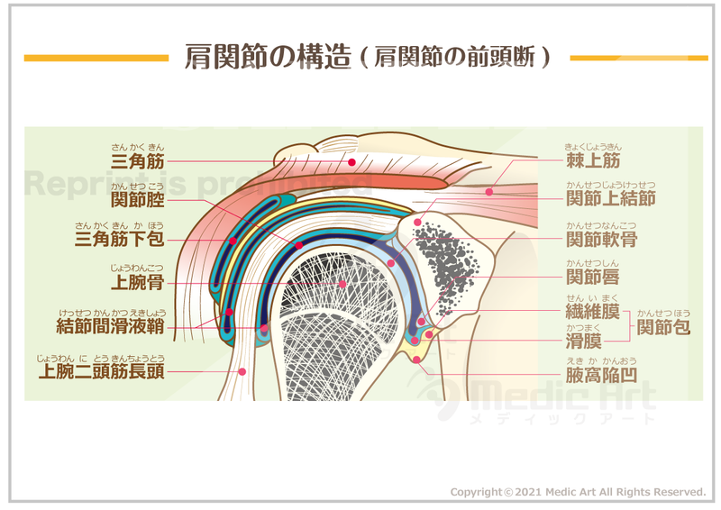 【骨格系:骨と関節】肩関節の構造(肩関節の前頭断)［シート］