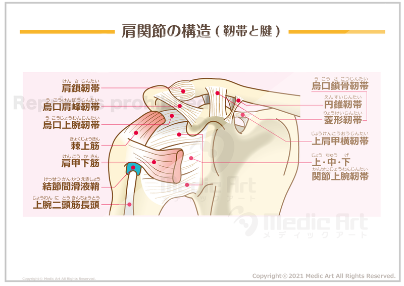 【骨格系:骨と関節】肩関節の構造(靭帯と腱)［シート］