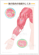 【上腕の筋肉】腕の筋肉の弛緩のしくみ-伸ばした腕(腕の横断面付)［シート］