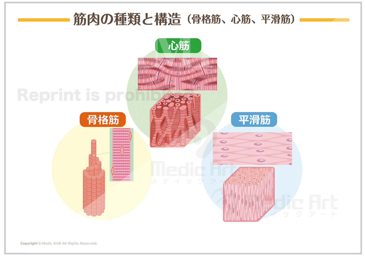 【筋肉の構造】筋肉の種類と構造（骨格筋、心筋、平滑筋）［シート］