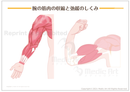 【上腕の筋肉】腕の筋肉の収縮と弛緩のしくみ ［シート］