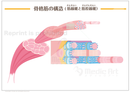 【筋肉の構造】骨格筋の構造(筋線維と筋原線維）［シート］