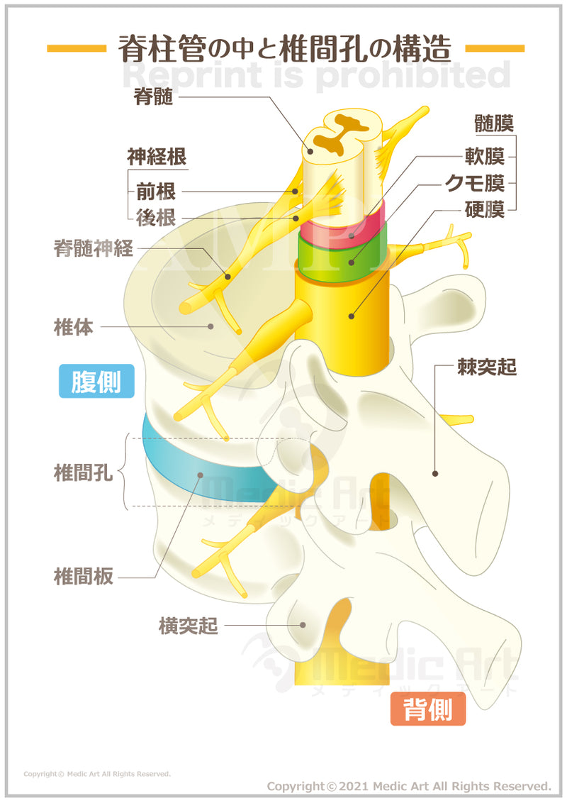 【骨、神経】脊柱管（せきちゅうかん）の中と椎間孔（ついかんこう）の構造 ［シート］
