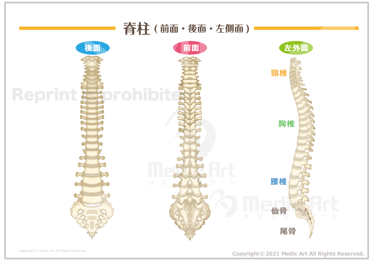 【骨格系】脊柱(前面・後面・左側面). ［シート］