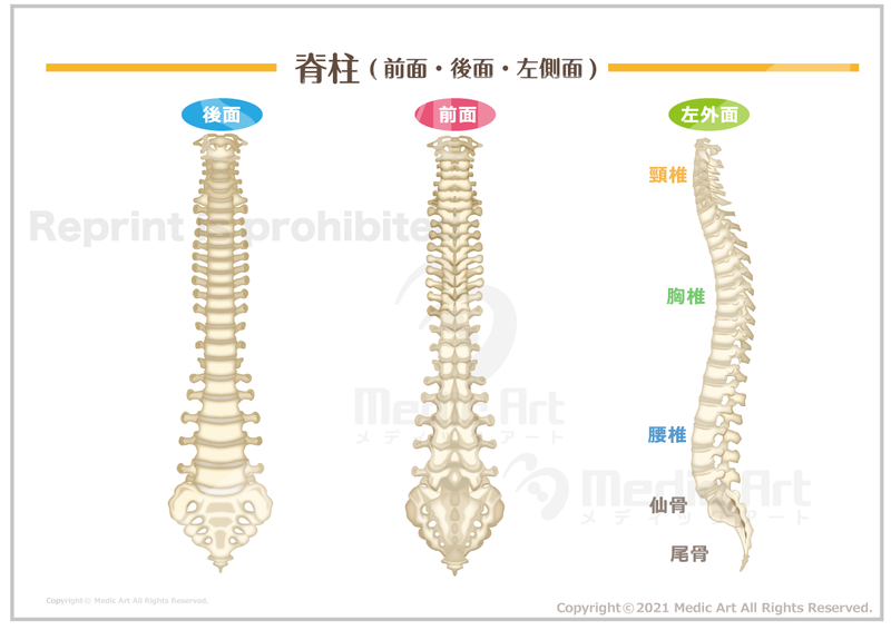 【骨格系】脊柱(前面・後面・左側面). ［シート］