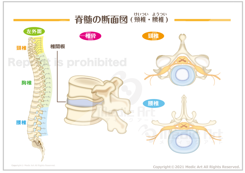 【骨格系：骨と関節】脊柱と椎骨間の連結、椎間板。脊髄の断面［シート］