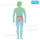 大腸の位置はこのあたり  (全身)