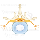 Cross section of spinal cord: upper surface of lumbar spine