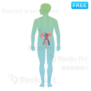 泌尿器の位置はこのあたり (全身)