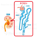 Kidney and nephron [with Japanese characters]