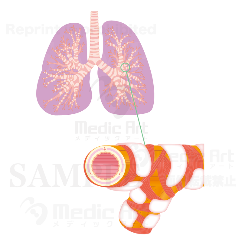 肺の構造、肺と気管支