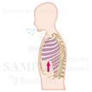 Mechanism of the breathing lung: The expanded lung which breath out air. （side)