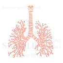 肺の気管と気管支