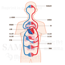 Mechanism of blood circulation[With Japanese characters and silhouette]